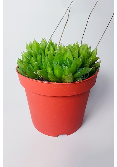 Haworthia Cymbiformis Şeffaf Yapraklı Büyük Boy Sukulent 1 Adet