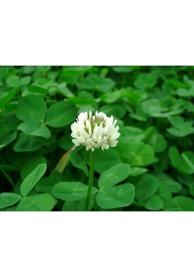 Yonca Ak Üçgül Trifolium Repens Tohumu 1 KG İthal