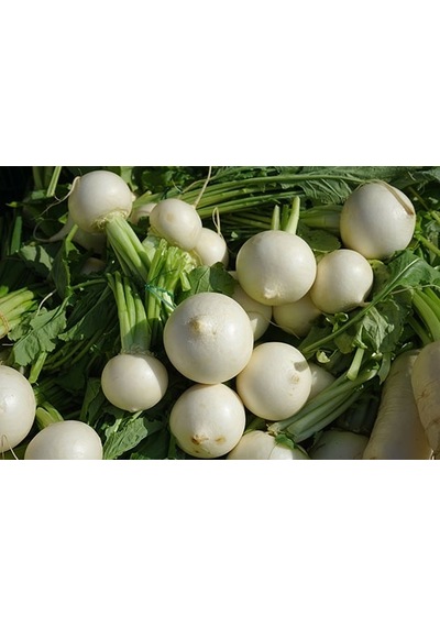 Beyaz Turp Tohumu 100+ Tohum N118632