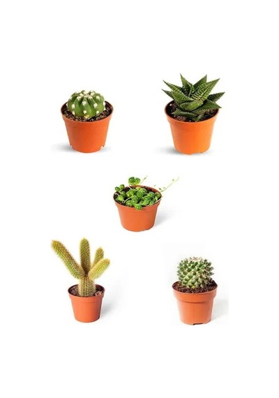Serada Decor Plant 4+1 Kaktüs Seti Özel Türler Kaktüs Sukulent Set Tesbih Çiçeği Hediyeli
