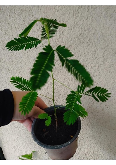 Küstüm Çiçeği Fidesi 15-25 Cm Saksida