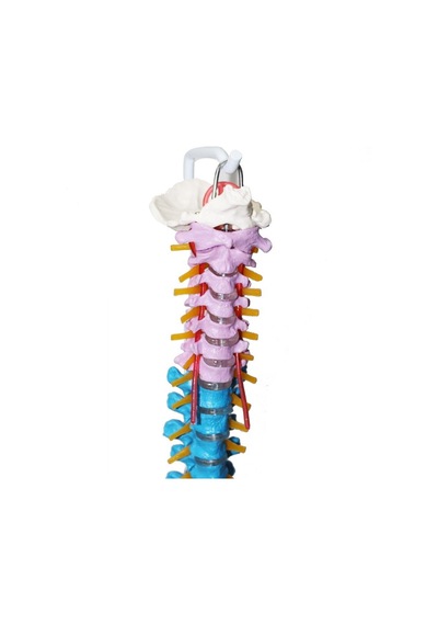Omurga Maketi 85 cm Model 18