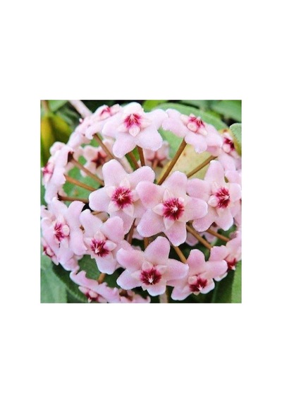 Mum Çiçeği Fidanı Hoya Carnosa 1 Adet 10-20 Cm