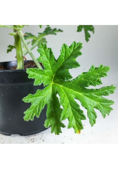 Pelargonium Graveolens - Itır Bitkisi Mis Kokulu 8.5 Cm Saksıda