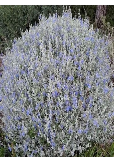 Videolu 1 Adet Zeytin Çalısı Fidanı 60-80cm Saksılı Olive Bush