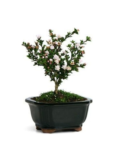 Ithal Bodur Beyaz Gül Bonsai Ağacı Tohumu Ekim Seti
