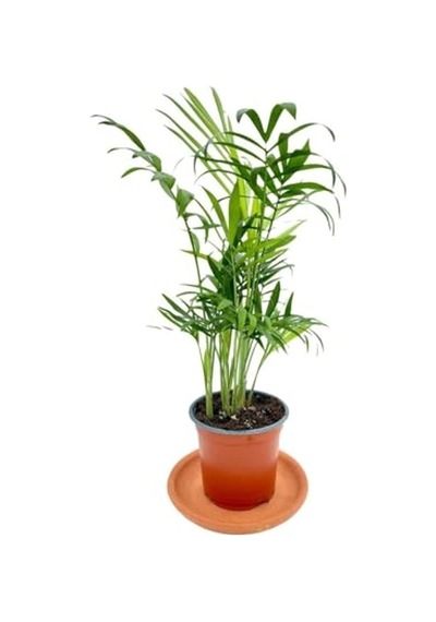 Chamaedorea Elegans Dağ Palmiyesi, Btsr421 100 CM