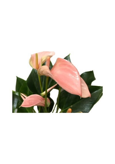 Anthurium Andraeanum 'Pinkish' (Flamingo Çiçeği) Ø12 CM Y35-40 CM