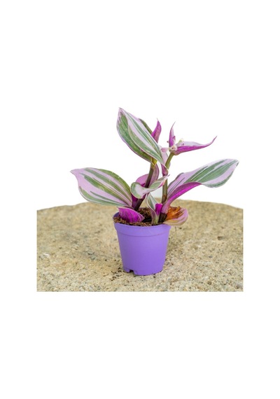 1 Adet Telgraf Çiçeği Kara Sevda Bitkisi 25-40cm Saksılı Black Love Sapling