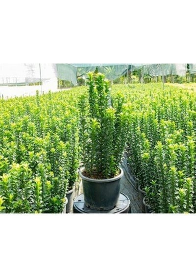 Yeşil Tafllan Çiçeği Fidanı 40-60cm Saksılı Çiçekli Bodur Bitkiler Euonymus Japonicus