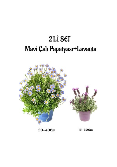 Mavi Çalı Papatyası Maviş Felicia +mor Lavanta Fidanı Saksılı 2'li Set Dış Mekan Bitkisi
