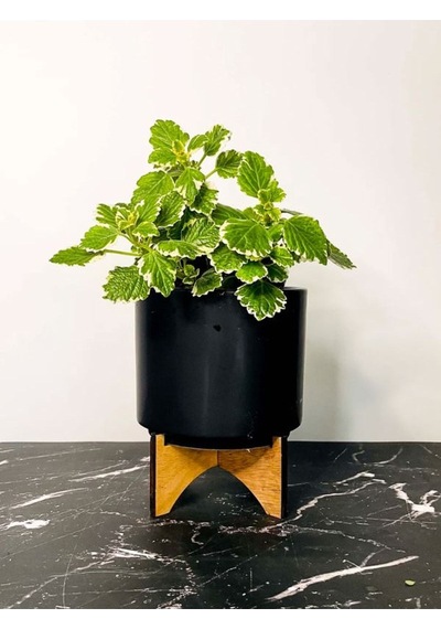 Sarkıcı Sukulent Tür Kokulu Plectranthus Forsteri 10-20cm
