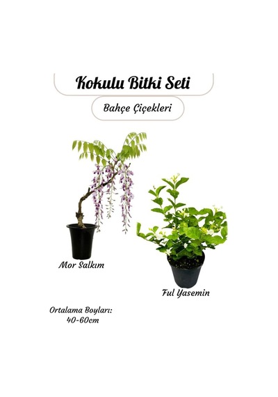Kokulu Bitki İkilisi Saksılı Katmerli Ful Yasemin Ve Mor Salkım Sarmaşığı