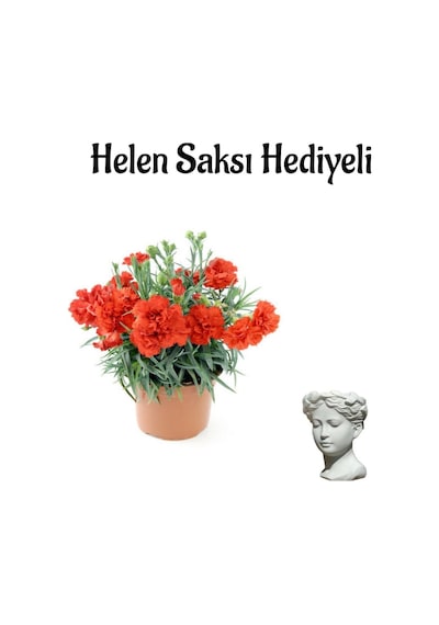 Sevgililer Günü Hediyesi Kırmızı Karanfil Çiçeği Helen Saksı Hediyeli