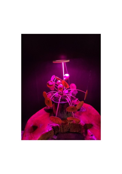 Bitki Led Lamba 5v Usb Tam Spektrumlu Bitki Yetiştirme - Geliştirme Led Aydınlatma - Fullspectrum 8w