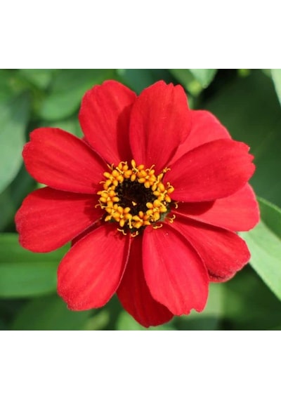 Zinnia Çiçeği Tohumu Mini Çiçekli, Kirli Hanım Kırmızı Renkli - 5 Tohum