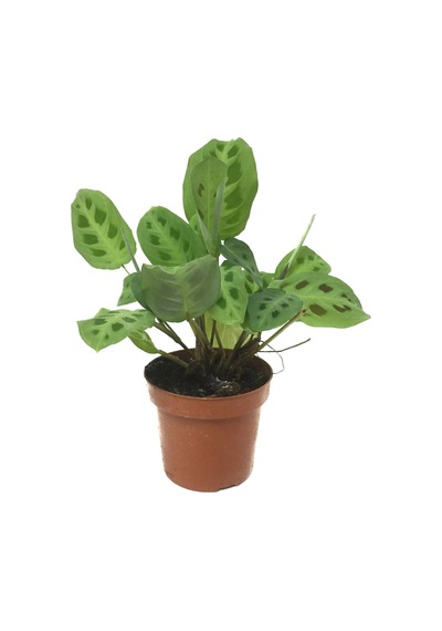 Maranta Leuconeura Kerchoveana