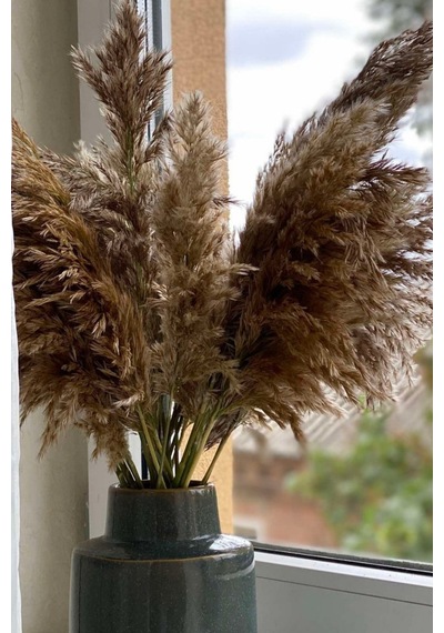 Dekoratif 7'li Natural Pampas 100 Cm Doğal