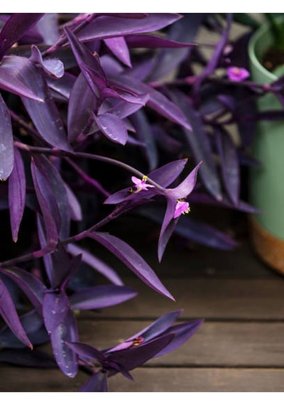 Videolu Telgraf Çiçeği Kara Sevda 20 40 Cm 1adet Saksılı Çiçekli Iç Dış Mekan Bitkisi Tradescantia