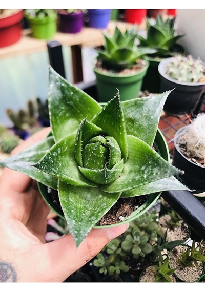 Aloe Cosmo Özel Tür Aloe