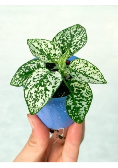 Beyaz Hypoestes Bitkisi Hostes Fittonia Çiçeği Fidanı 10-20 Cm