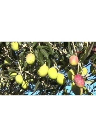 Sarı Ulak Zeytin Fidanı