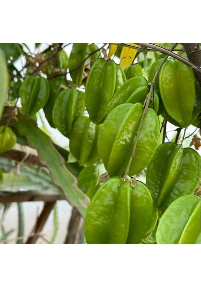 Carambola Yıldız Meyvesi Star Fruit Fidanı