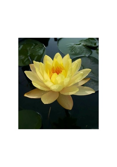 5 Adet Tohum Organik Lotus Sarı Su Çiçeği Tohumu Organik Nilüfer Çiçeği Tohumu Hediye Tohumlu