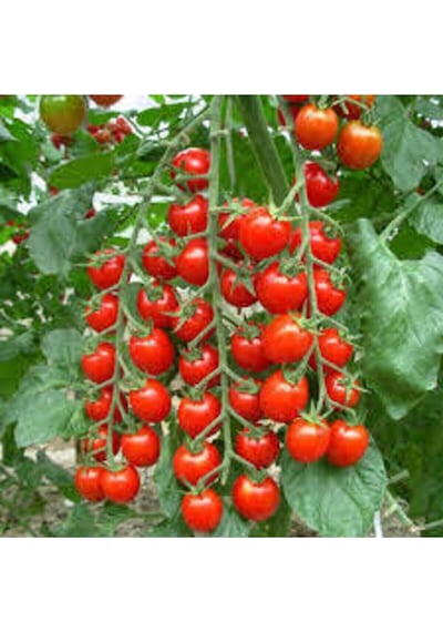 100 Adet Tohum Süper Paket Sırık Domates Tohumu Sırık Domates Süpriz Hediye Sebze Tohum
