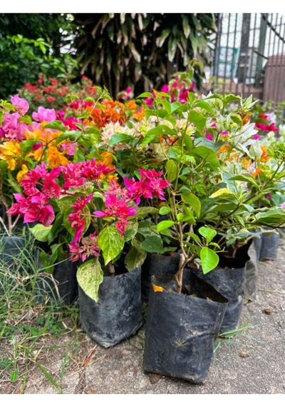 Turuncu Begonvi Gelin Tacı Çiçeği Fidanı 30 60 Cm 1 Adet Saksılı Bougainvillea
