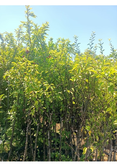 Yeşil Deniz Fidancılık Tüplü Ankara Armut Fidanı 100-150 Cm