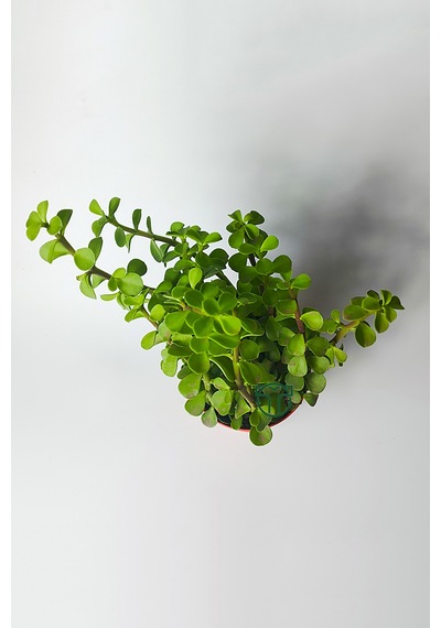 Fil Azığı Portulacaria Afra Para Çiçeği 8.5 Saksıda