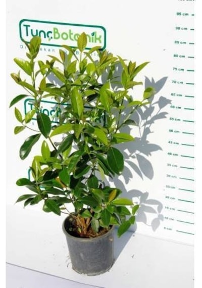 KARTOPU LUCİDUM 5 ADET- 1 METRE ÇİT BİTKİSİ