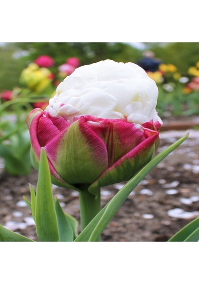 İce Cream Beyaz Kaymak Lale Soğanı 2 Adet