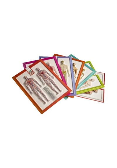 Kabartma Anatomi Atlası 6 Adet Set - 21X28CM