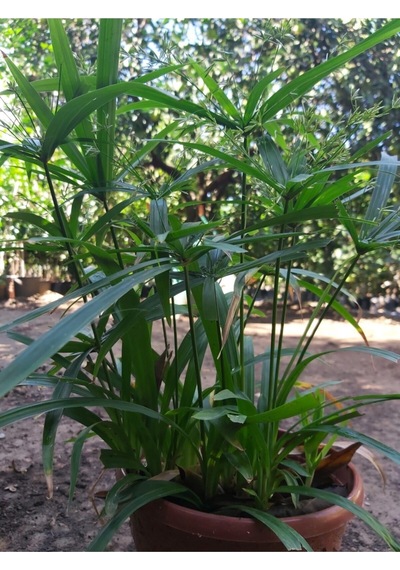 Japon Şemsiyesi Cyperus Alternifolius Şemsiye Palmiyesi