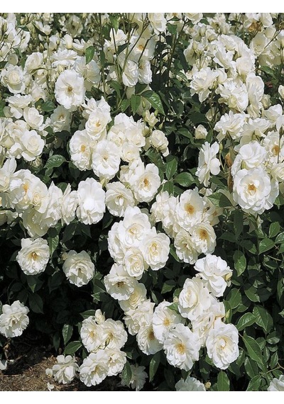 Videolu Beyaz 1adet Sarmasık Çardak Gülü Fidanı Saksılı 60-120cm Rose On A Pergola