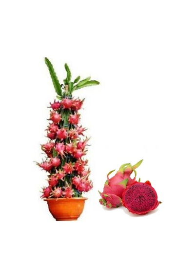 Saksılık Kırmızı Pitaya Tohumu Ekim Seti 5 Tohum + Saksı + Toprak