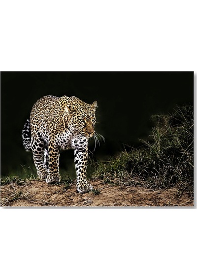 Cakasepetim Karanlıktaki Java Leoparı Ahşap Mdf Tablo