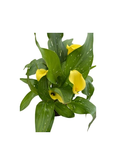 Gelin Çiçeği Gala Çiçeği Sarı 15-25 Cm Diğer