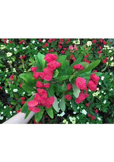 Thebestonline Dikenler Tacı Çiçekli Ithal Hollanda Milli Pembe
