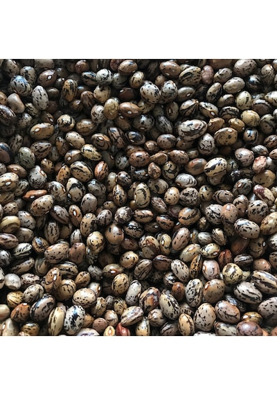 Yerli UzunEnli Erken Sırık Fasulye Tohumu 500 GR Alacalı
