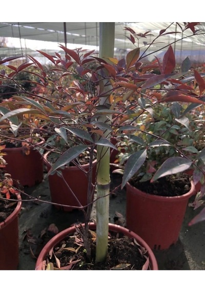 Rüzgar Yapay Çiçekçilik Bitki Destek Çubukları 10 Adet 75 Cm Yeşil