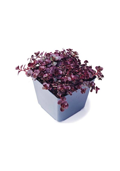 Kırmızı Sedum 25 Adet - Yer Örtücü Çok Yıllık Bitki