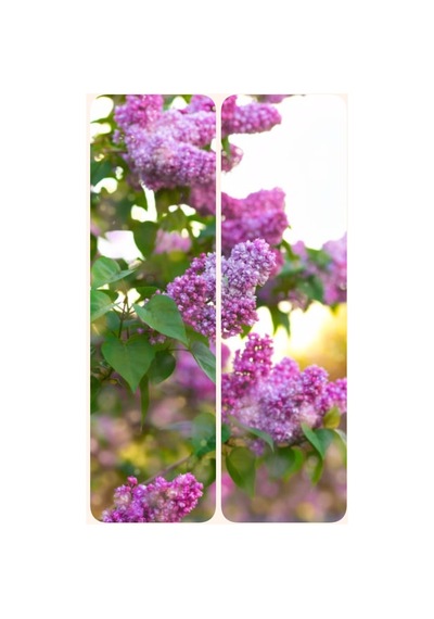 Videolu Mis Kokulu Leylak Fidanı 40-65 Cm Saksılı/tüplü Dış Mekan Bitkileri Lilac