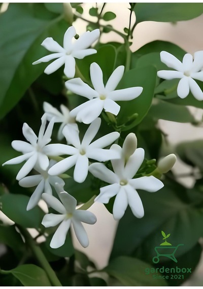 Mis Kokulu Ful Yasemin Çiçeği 1 Adet Saksılı 30-50cm Dış Mekan Sarmaşık Bitki