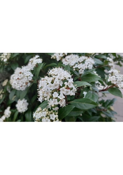Viburnum Tinus - Yaprak Dökmeyen Kartopu 30 Cm 5 Adet