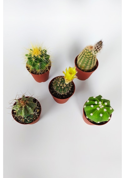 5 Li Kaktüs Set