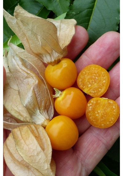 Ananas Tomatillo Altın Çilek Tohumu Physalis Ixocarpa