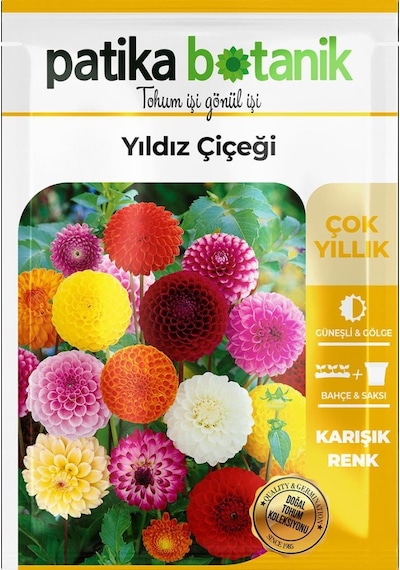 30 Adet Yıldız Dahlia Çiçek Tohumu